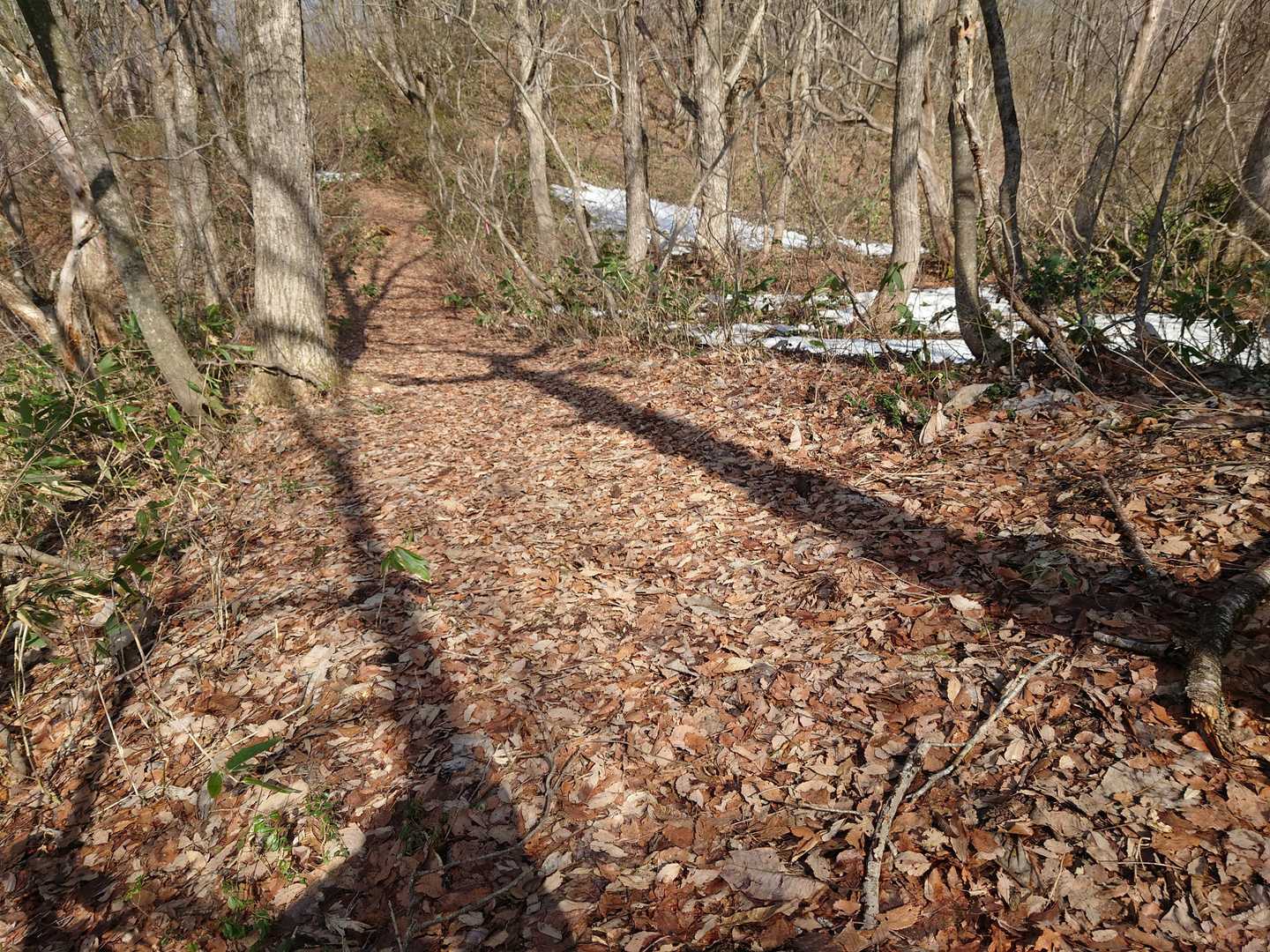 鳥屋山軽沢登山口-鳥屋山 往復コースの写真