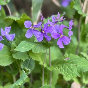 ムラサキハナナ(オオアラセイトウ)