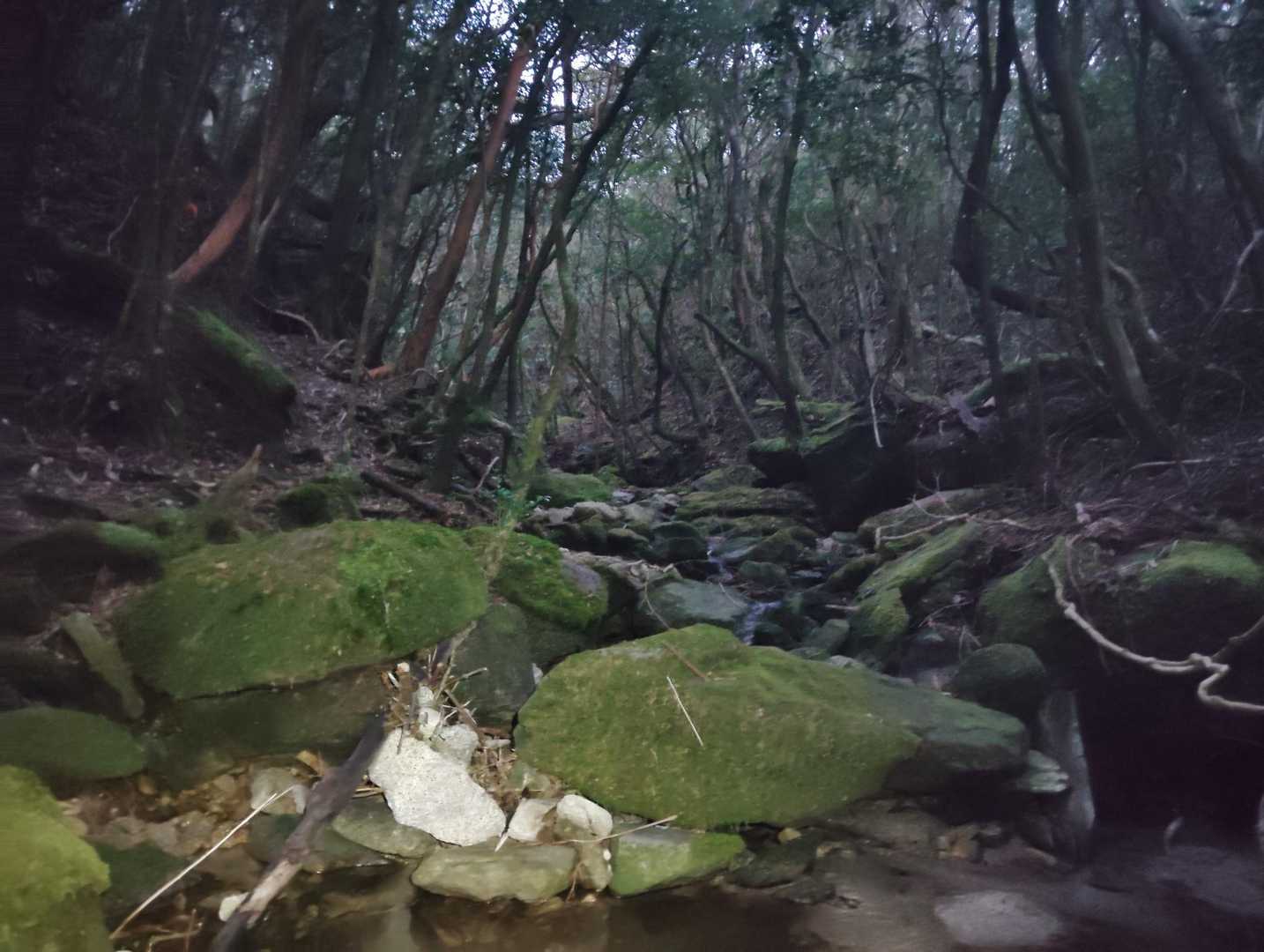 枯木岳-稲尾岳 往復コースの写真