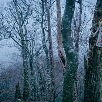 何で鹿の角なんやろ。