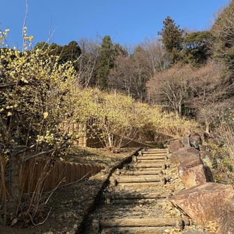 清水寺は今が見頃です💛