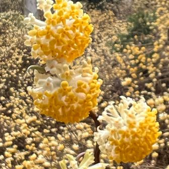 ミツマタワールドに甘〜い香りに誘われて、黄色いポンポンがなんともかわいい😍たまらん💛