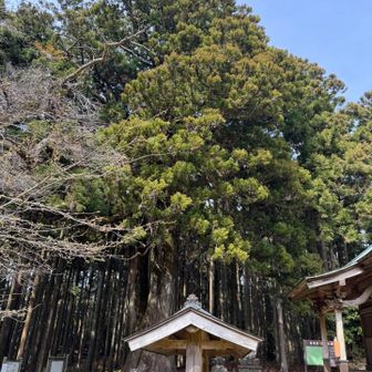 宝蔵院の大杉。大きいです