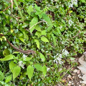ウギョトカゲ🦎
顔立凛々しいけど早くあっち行って
行かないから飛び越えて逃げる🏃‍➡️💨