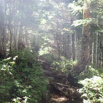 晴れて来て、樹林帯に木漏れ日が差し込む