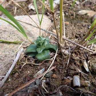 行者の滝の向かって右を巻いて乗り越える。
来年咲く立山リンドウの冬芽。
越年草。
種からしっかりした株になったね。