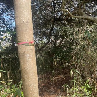 ここからも山頂行けます