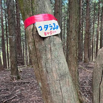 百蔵山の先は激下りでした
せっかく登ったのにねぇ
コタラ山へは行かなければ巻道あります
本日三座目
