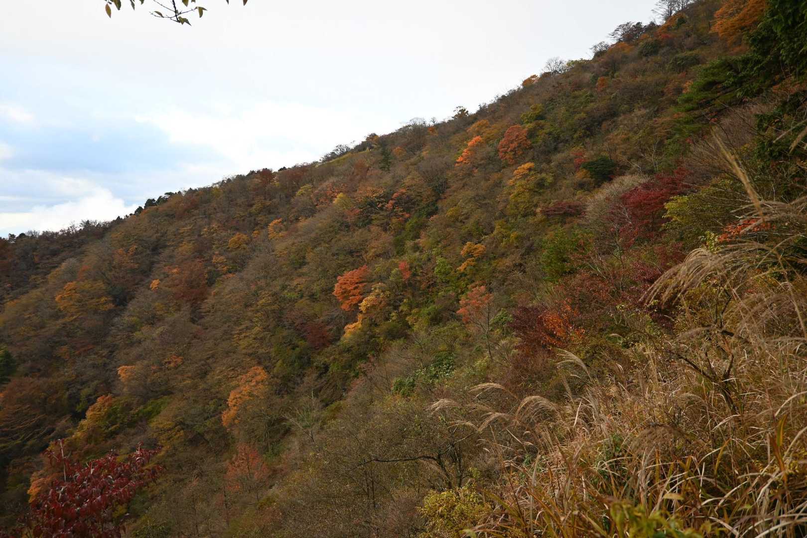 🍁