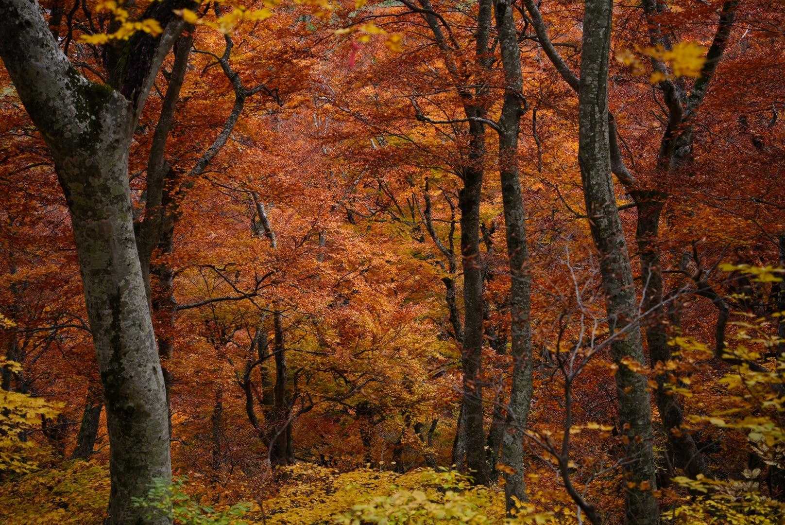 モリモリの紅葉の中を下っていきます