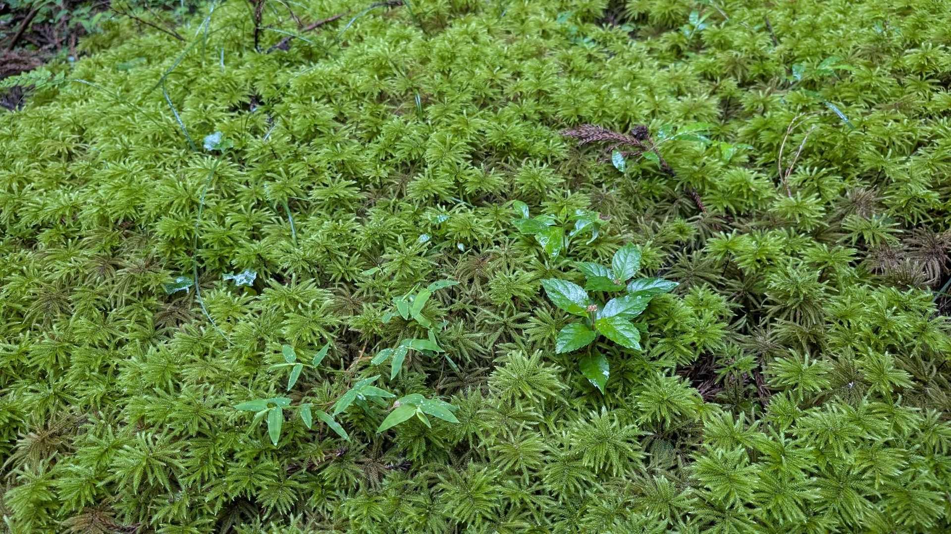 苔まみれ。