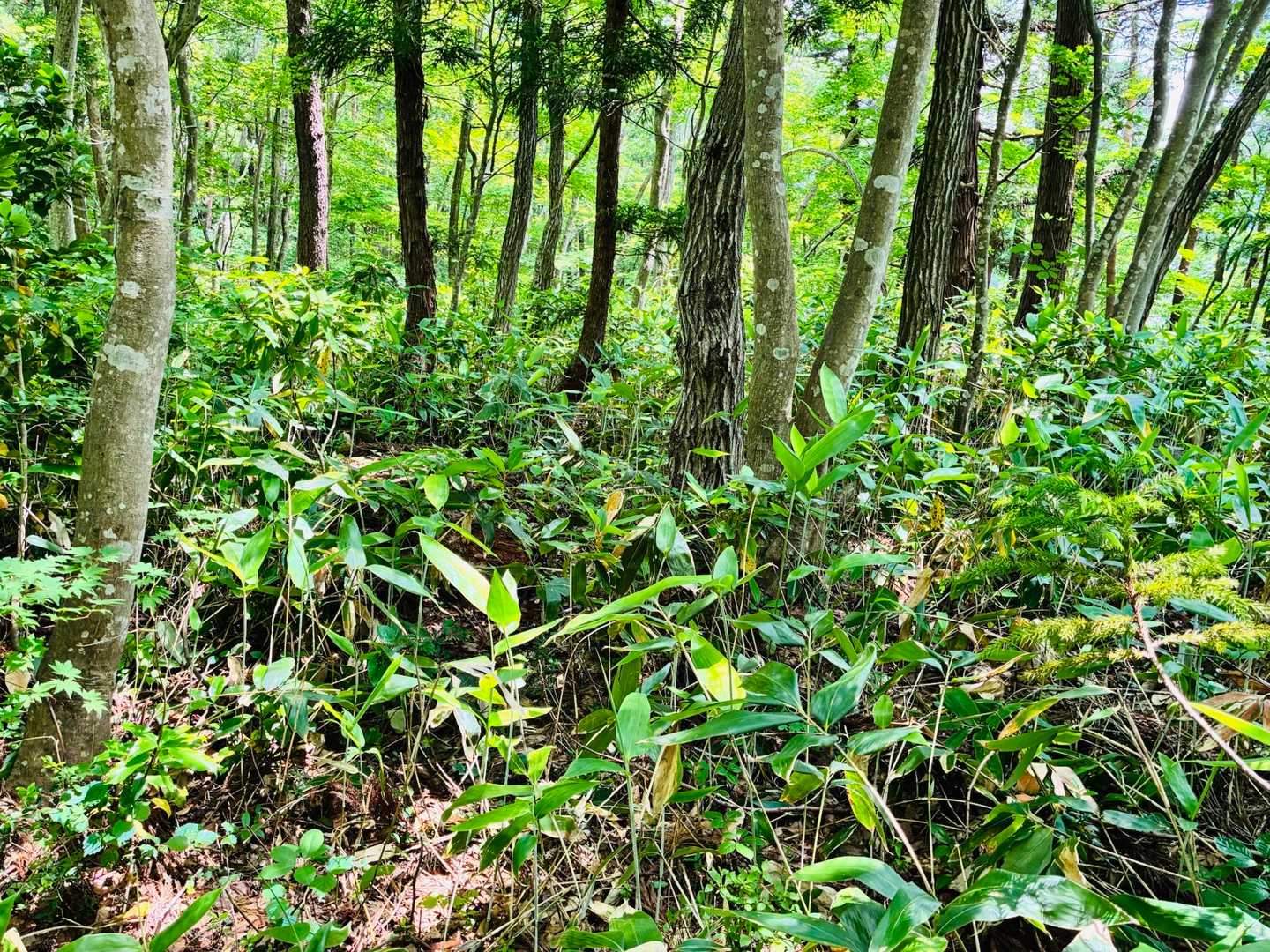 道が消えたなぁ。ここを越えていくよ🌿
また文句言ってる😑