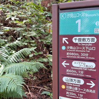 今日は汐見山コース、尾根道