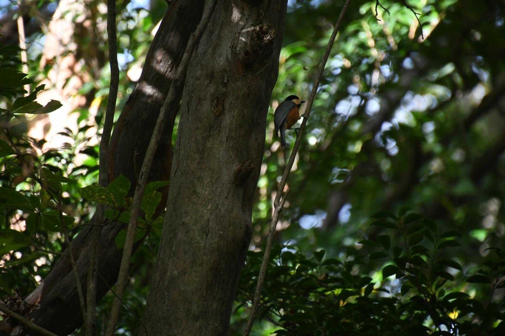 ヤマガラ