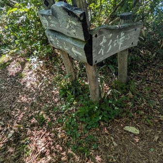 杉峠の分岐に到着