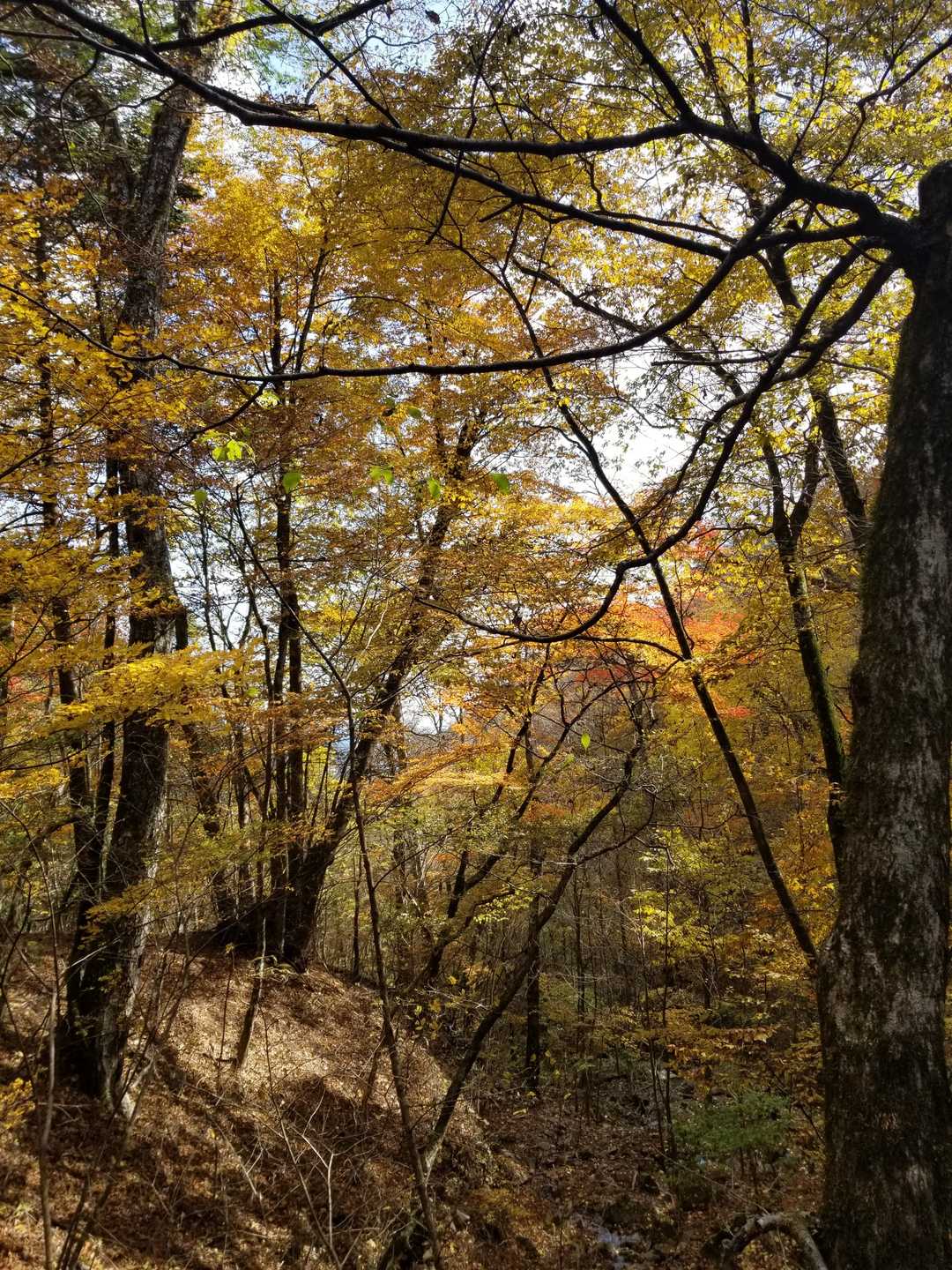 至るところ良い🍁