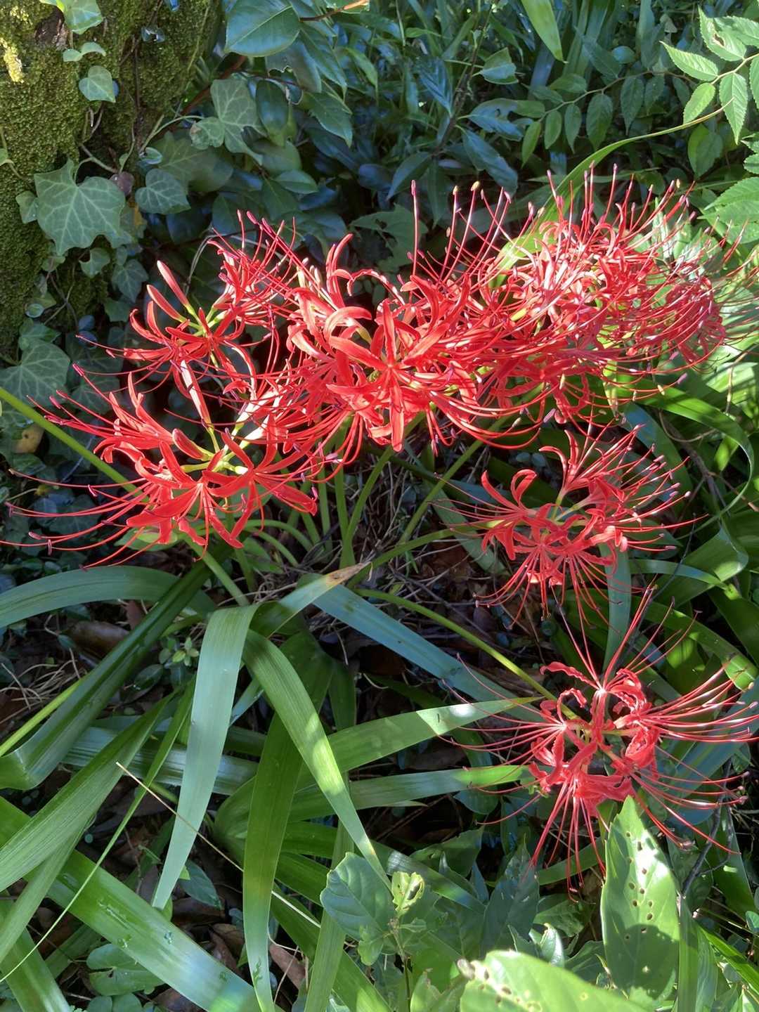 今日の登山口は真福寺です。お寺の前に彼岸花の真っ赤な花が咲いています。😊