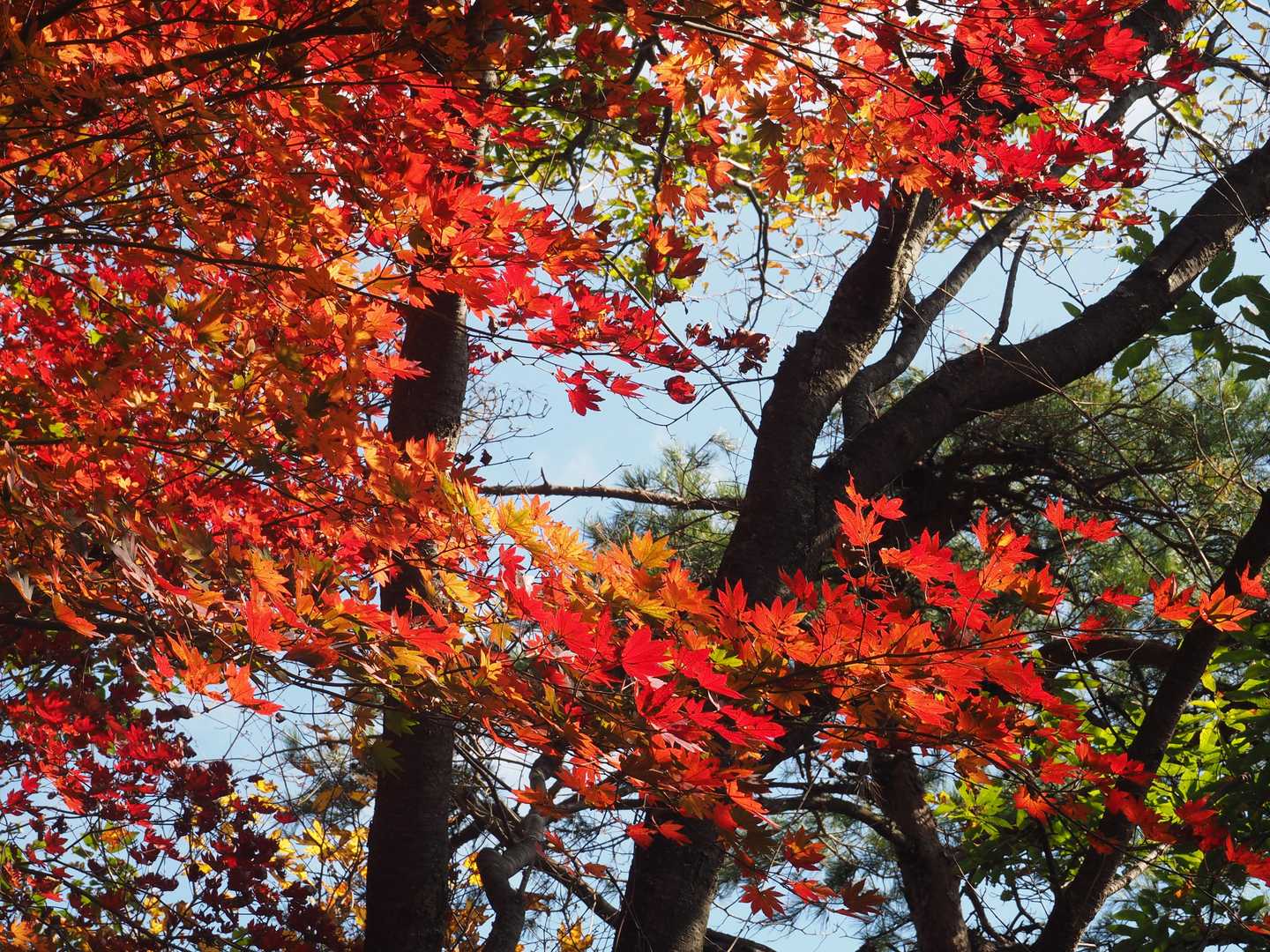 紅い