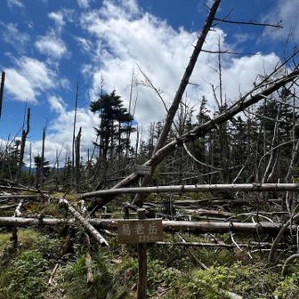 易老岳登頂｡
台風で木🌲が沢山倒れたそうです。