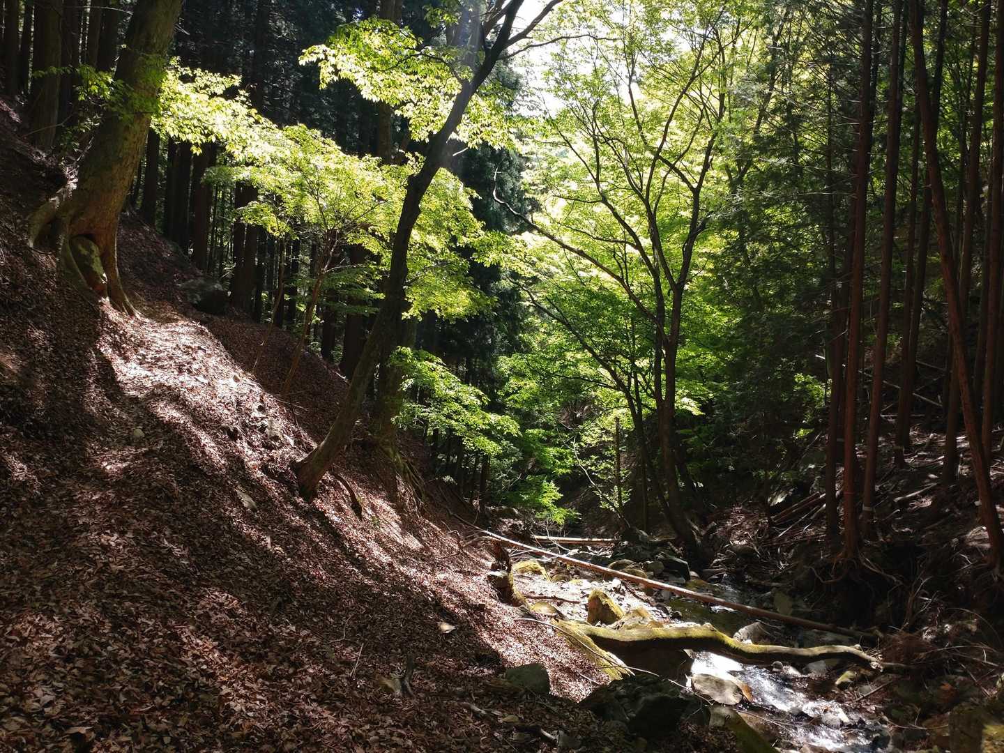 沢と新緑のコントラストが素晴らしい🏞️
