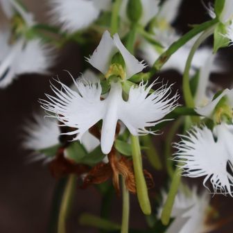 名前通りシラサギに似てますね
ムーミンのニョロニョロにも🤭
花言葉通り「純粋、無垢、繊細」を感じます