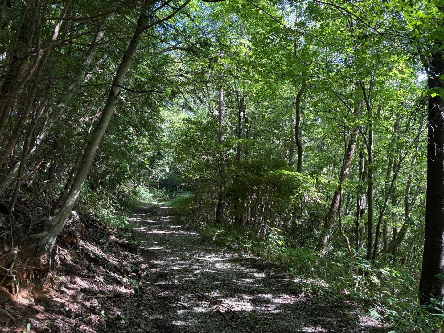 山に入ると途端に空気が涼しい🌲