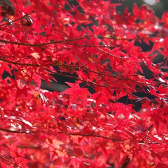 若草山・芳山・高円山 最高潮ですね👍