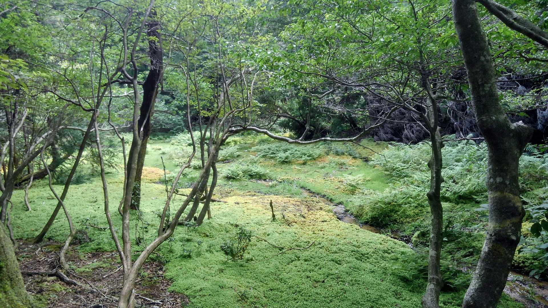 苔はお山の“ゆりかご”だそうです。
・虫や動物の食害を受けず抗菌性・保水性があるので樹木類の種や芽を保護します。
・昔は脱脂綿や生理用品としても代用されていたそうです。