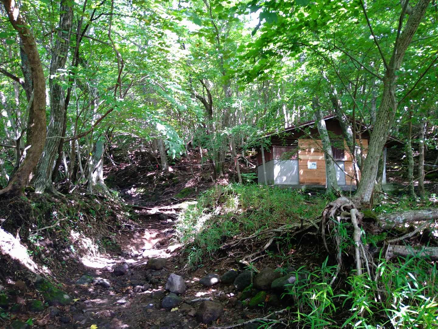 草地を抜けると森に入ります！