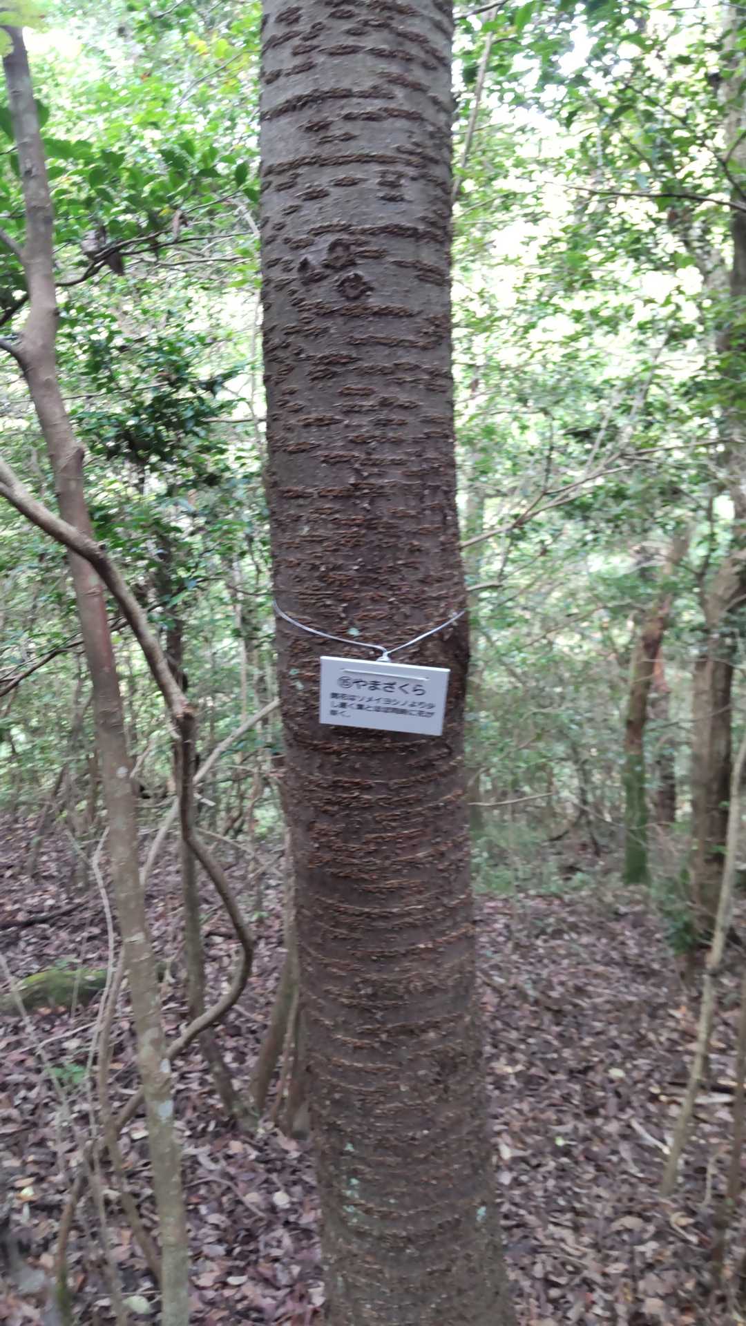 ⑮やまざくら

これは、私でも判ります。（笑）