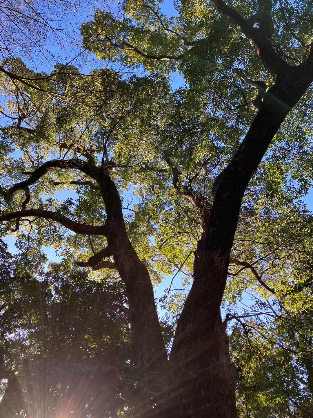 御神木🌲
立派なお姿🙄
