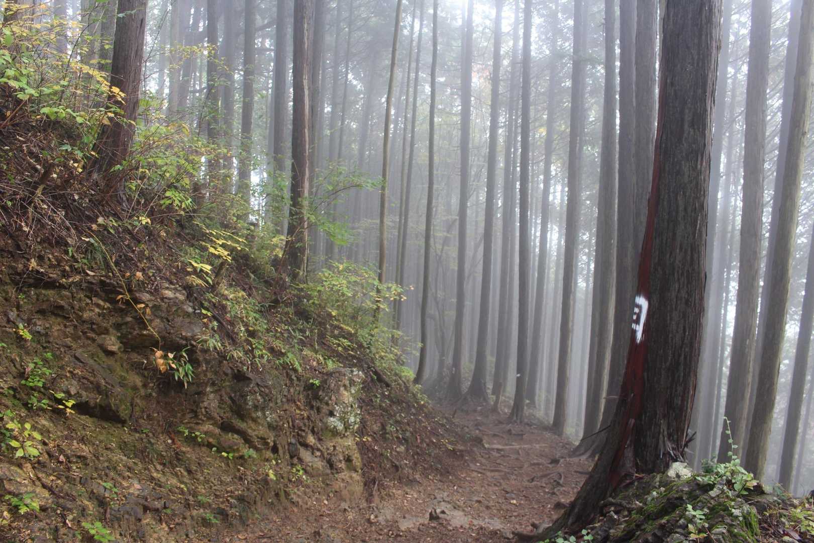 御岳山〜つるつる温泉｜ペットも歓迎の山上のパワースポットの写真