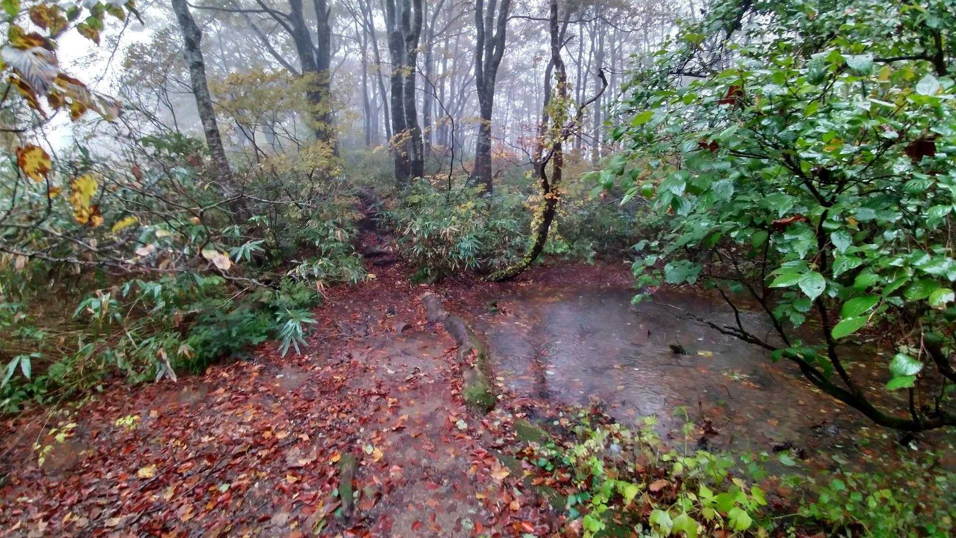荒島岳勝原登山口-深谷ノ頭-シャクナゲ平-荒島岳-小荒島岳 往復コースの写真