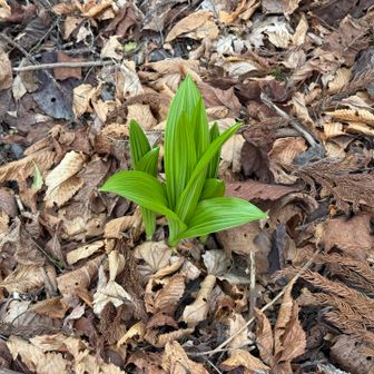 踏まないように