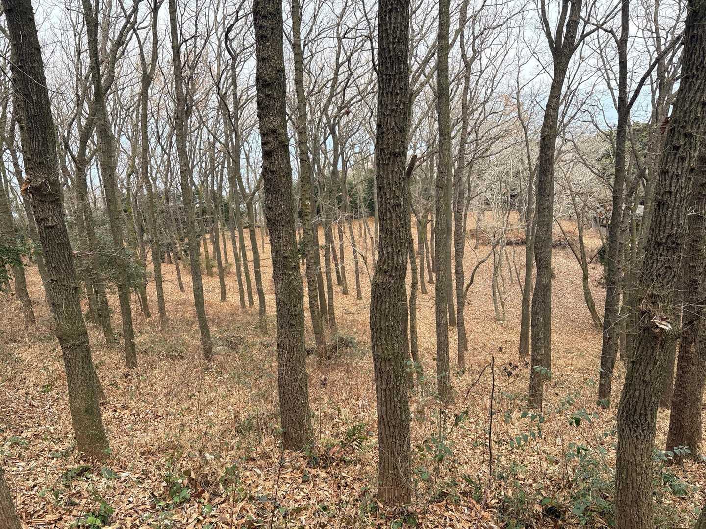 ココも好きなところ🌳