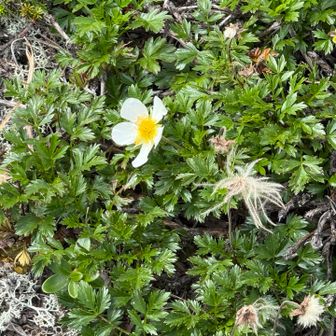 チングルマのお花とパヤパヤ