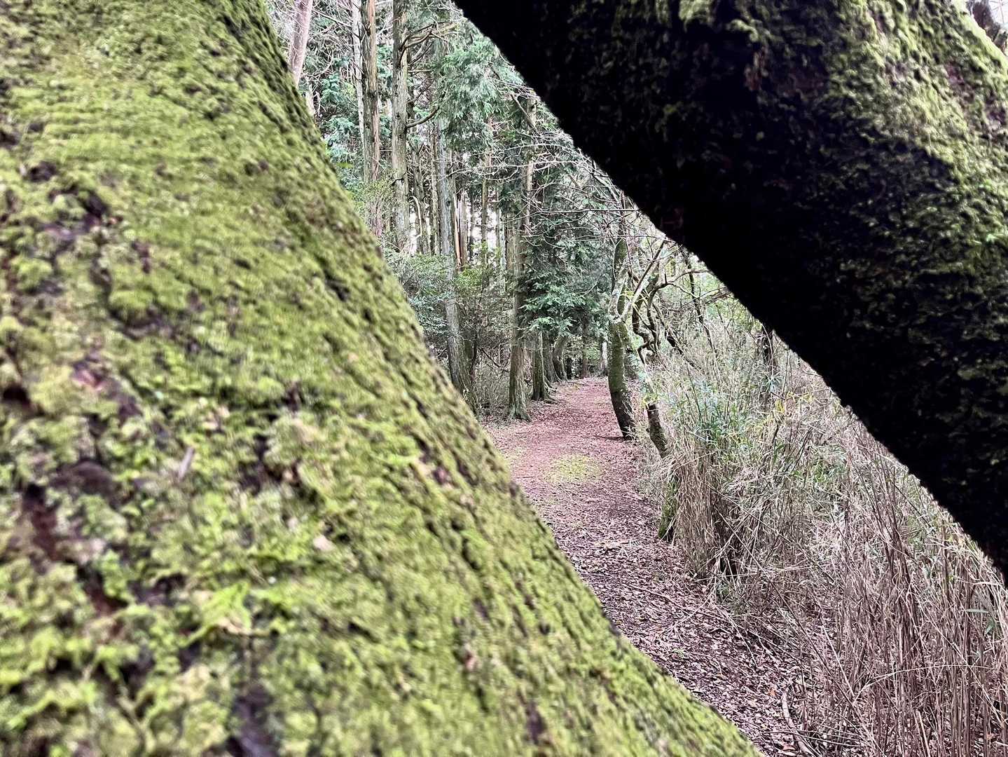 次は棚田🌾へ向かいますよ🚶