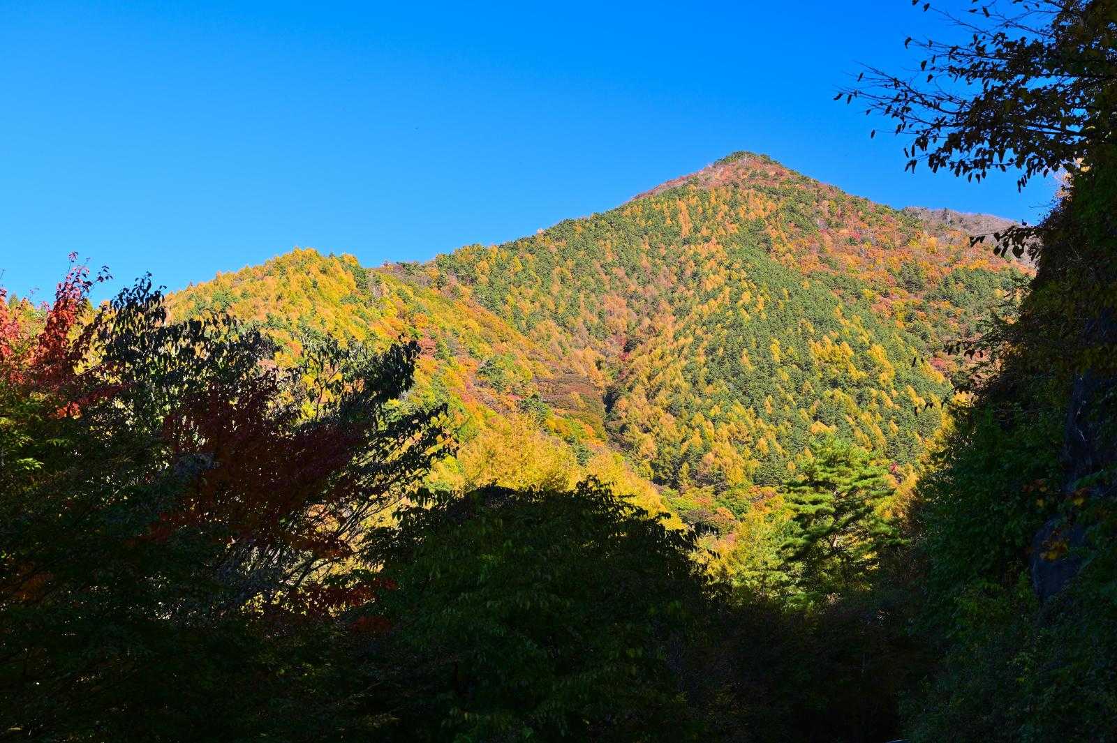 色づきが素晴らしい金ヶ岳