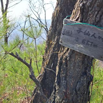 子仙人ヶ岳（仮）？
仮って何？