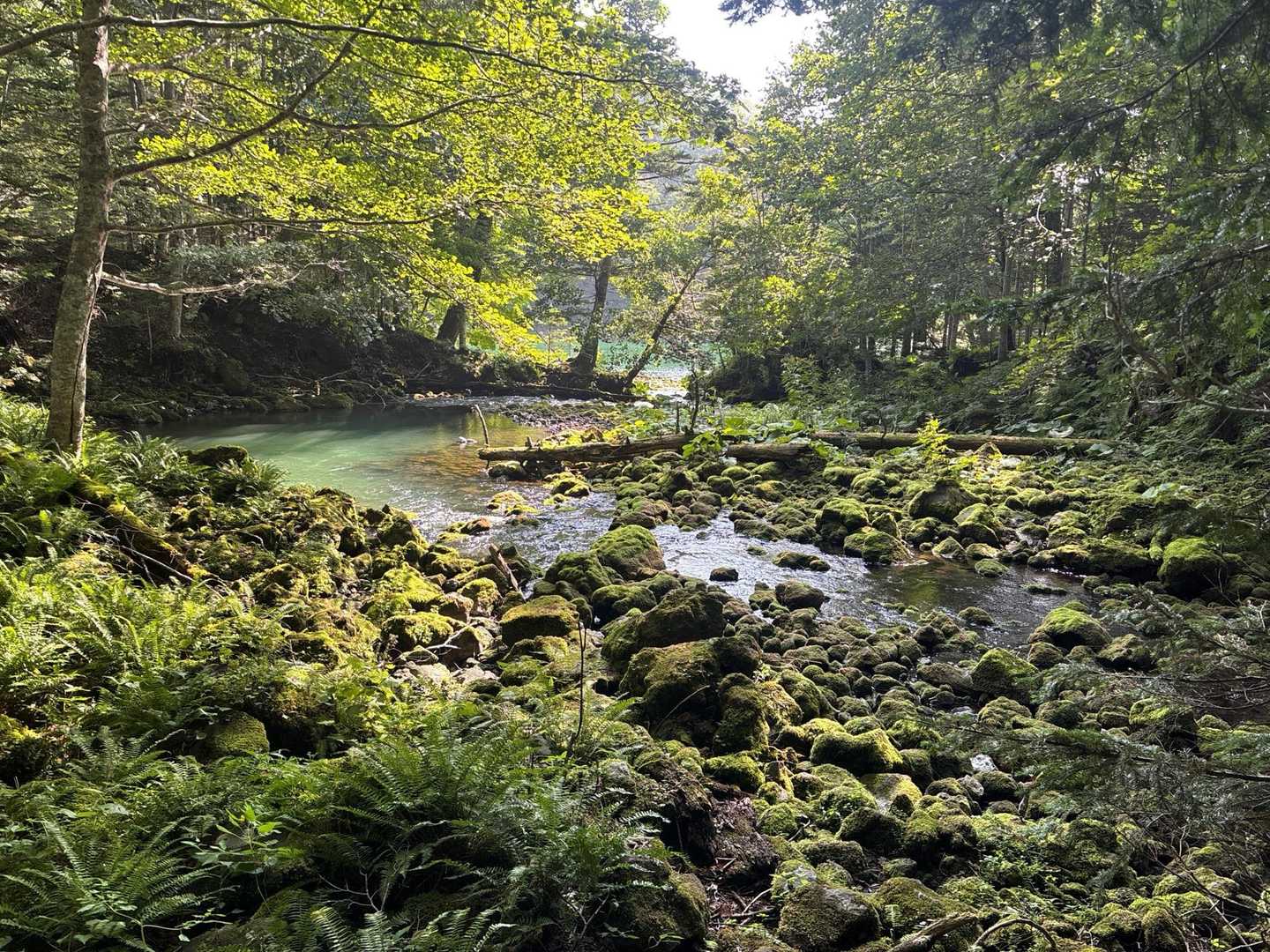 雄阿寒岳 登山コースの写真