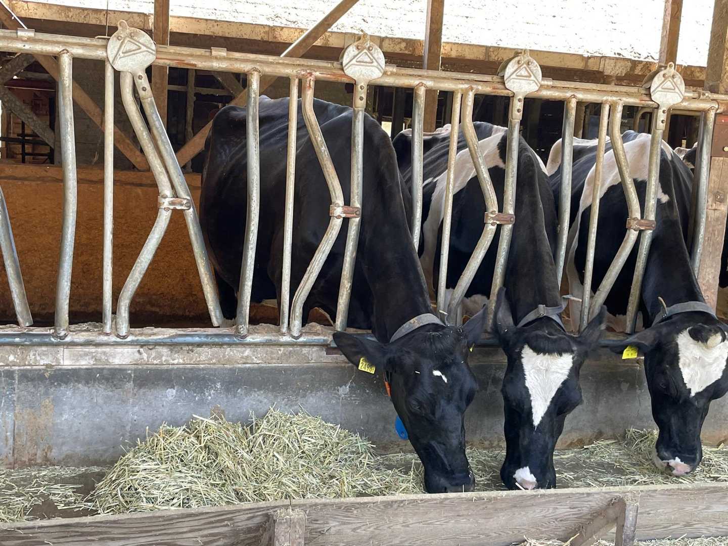 牛さん　食事中