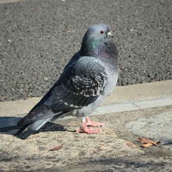 ちょちょたにょ