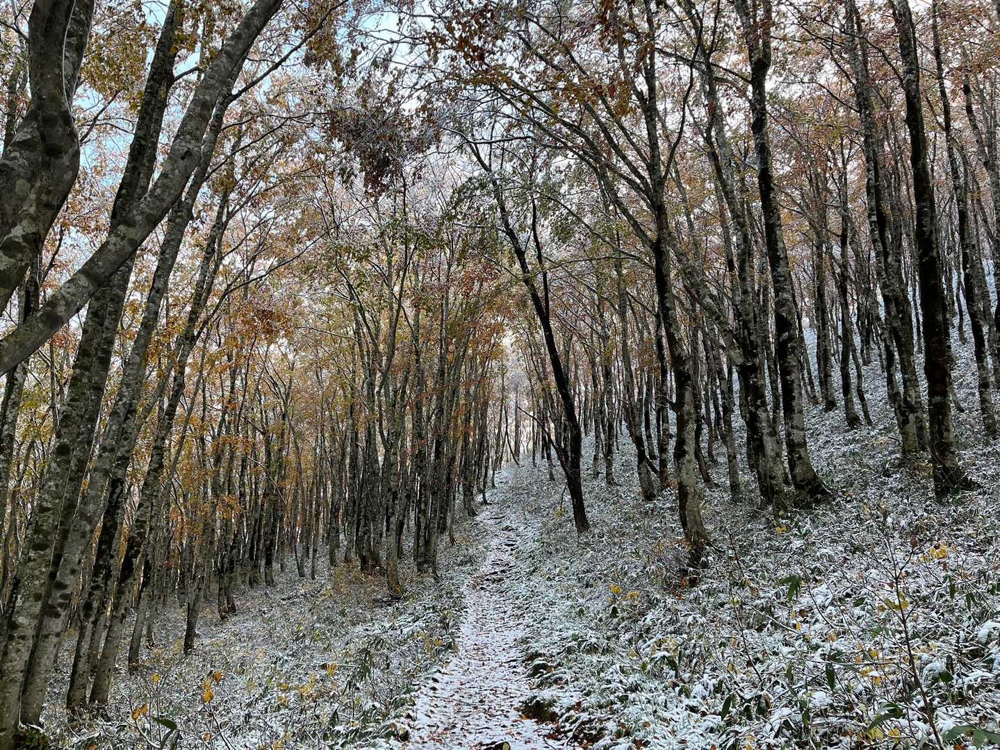黄葉に雪❄️は、雪国でも珍しい🤔美しい🥰