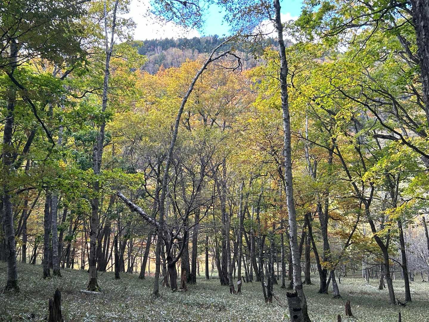太郎山入口-太郎山登山口-山王帽子山 往復コースの写真