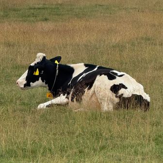 休憩中🐄
私は丑年なので牛さんにはすごく親近感が湧きます
のんびり屋な感じも似てるのかなと自分で思っています