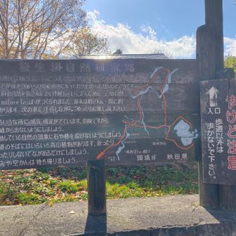 とりあえず、自然研究路を歩いてみよう🚶‍♀️‍➡️
登山後の温泉には寄っても、こんな時でないとこの研究路を歩く事もないので…