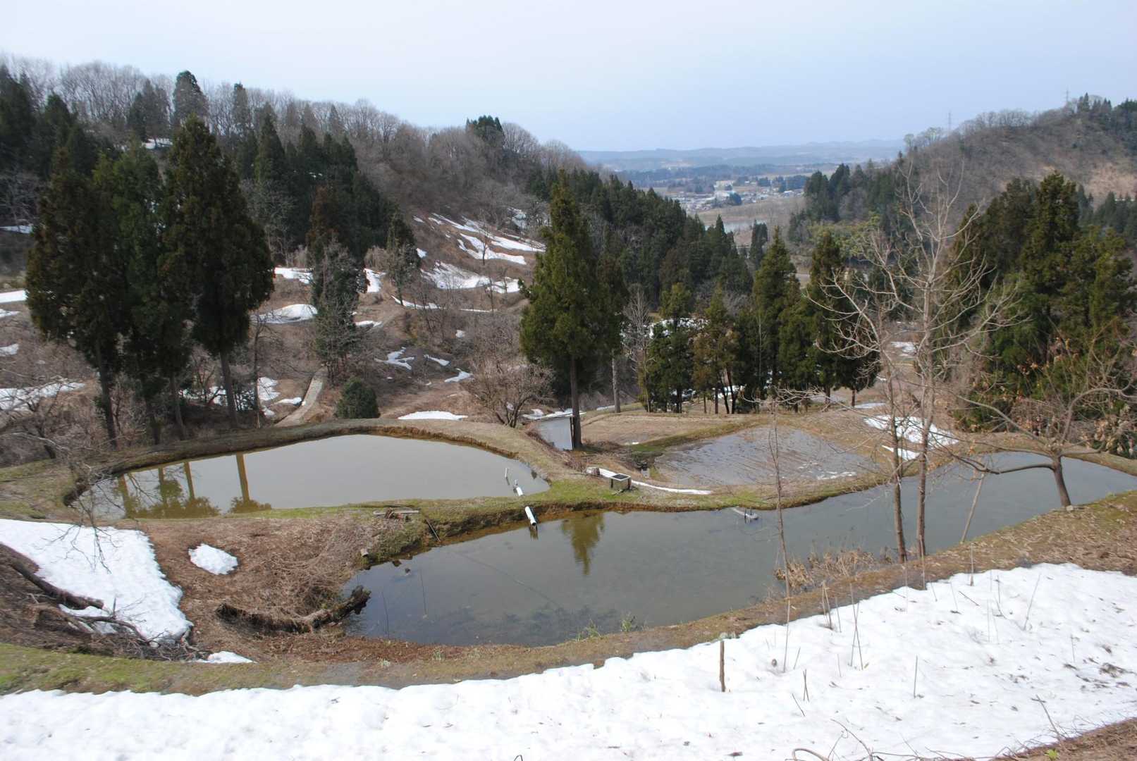 小千谷の棚田