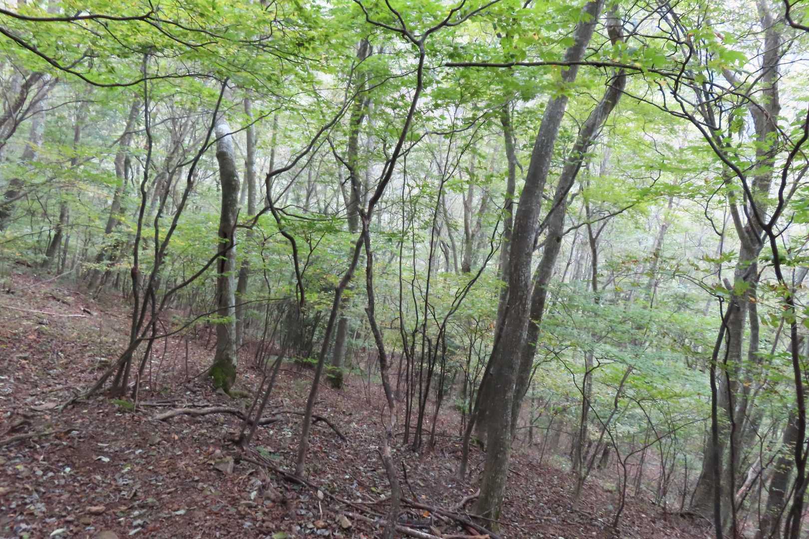 「から池」から下あたりはまだ緑一色、気持ちいいです。む