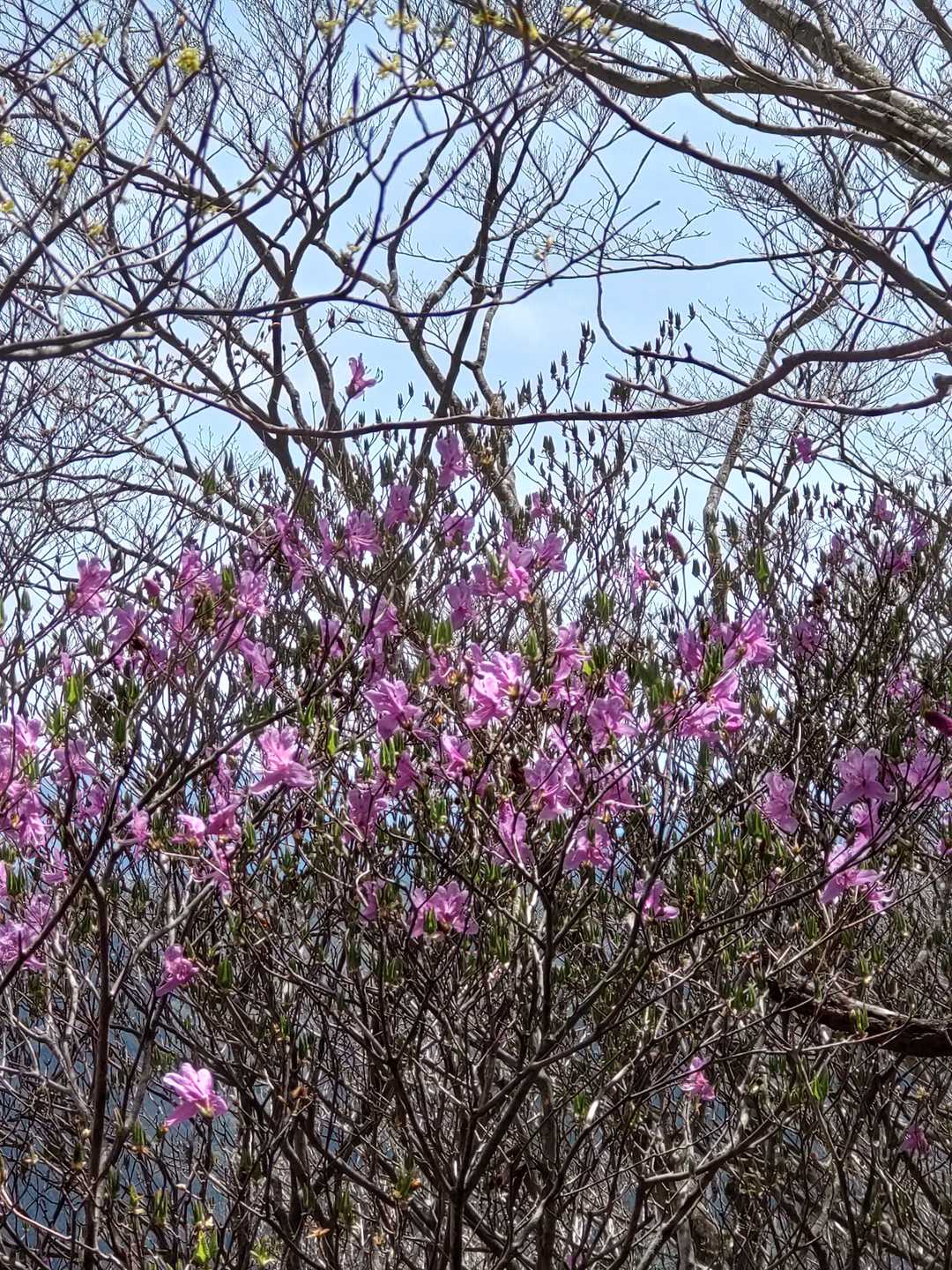 長沢山（高知県）の写真
