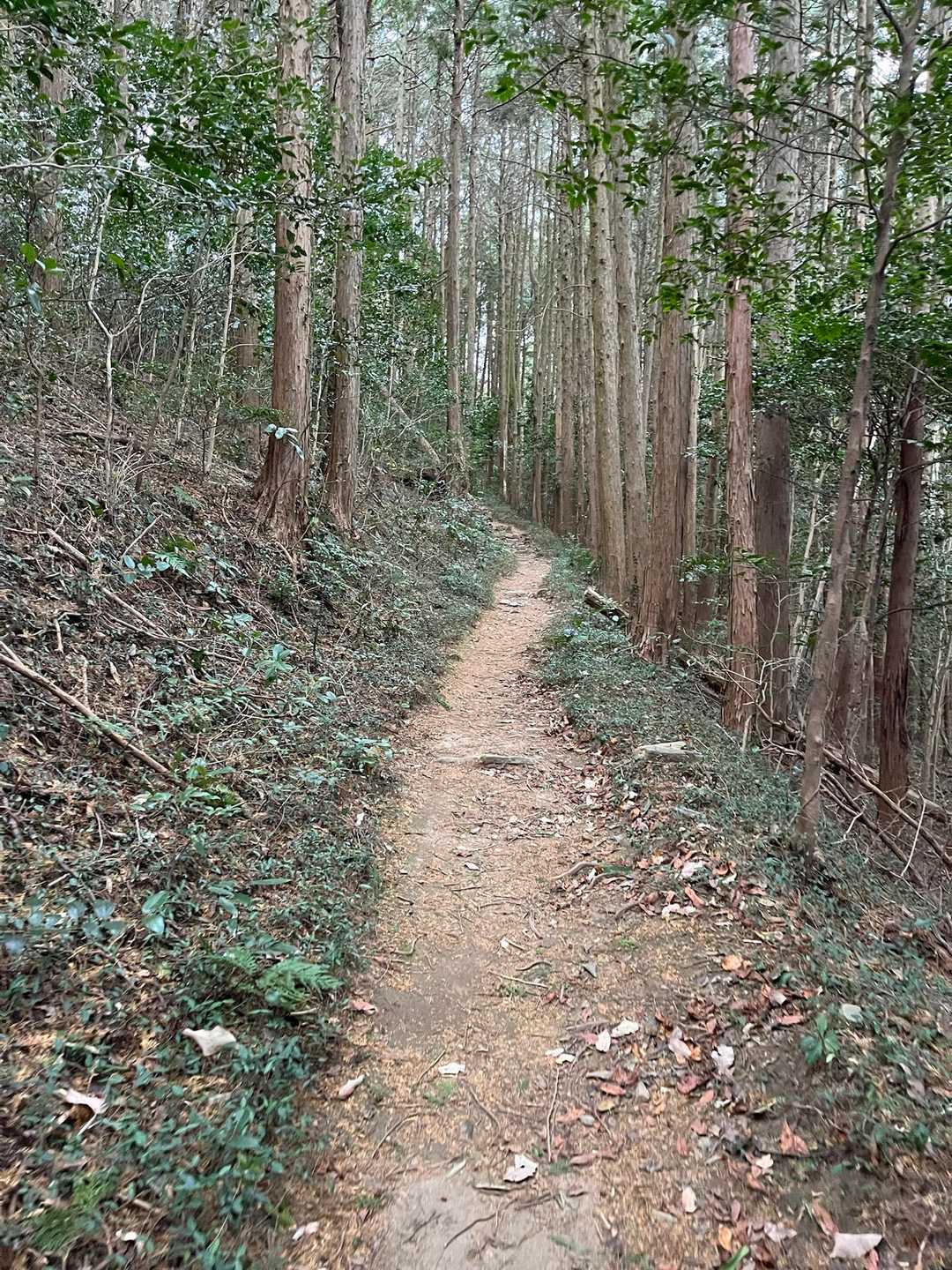 昔は、岡崎〜蒲郡の間をつなぐ往還だったようです(看板🪧の説明より)
確かにそれっぽい🧐
